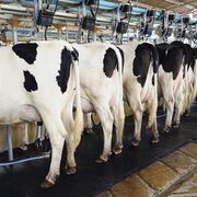 Dinamarca crea el primer impuesto que grava las emisiones de CO2 de la ganadería
