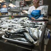 Las pescaderías, olvidadas en la rebaja del IVA: "Recaudan a cambio de empobrecer la dieta de los ciudadanos"